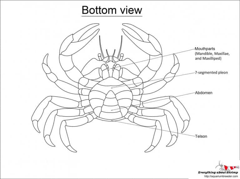 crab-external-anatomy-bottom-view.jpg
