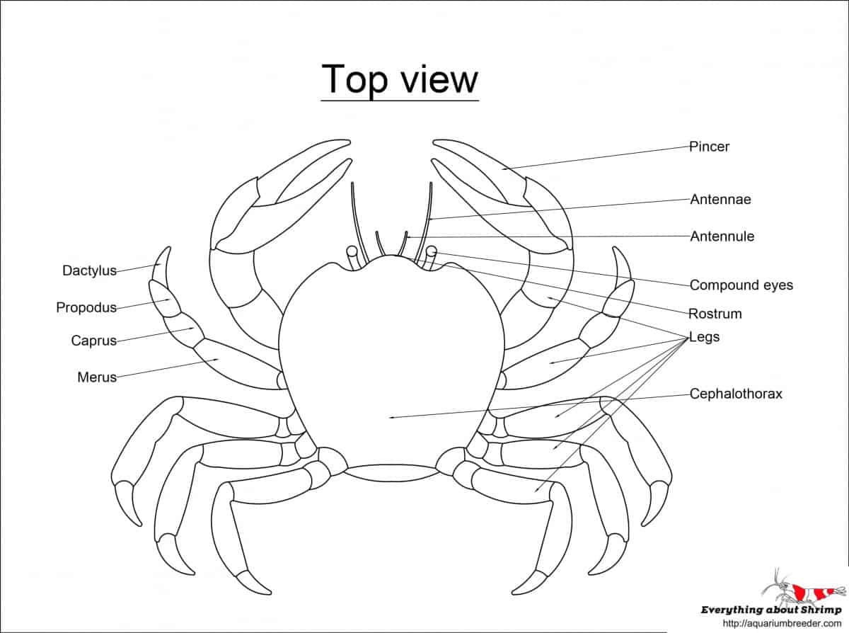 crab-external-anatomy-top-view.jpg