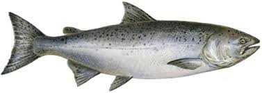 salmon.jpg